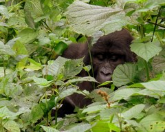 Gorilla beringei beringei