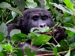 Gorilla beringei beringei