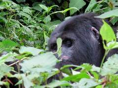 Gorilla beringei beringei