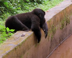 Gorilla beringei beringei
