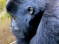 Gorilla beringei beringei