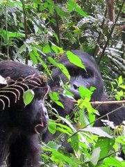 Gorilla beringei beringei
