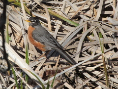 Turdus migratorius image