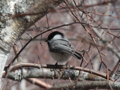 Poecile atricapillus image