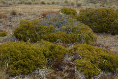 Halocarpus bidwillii