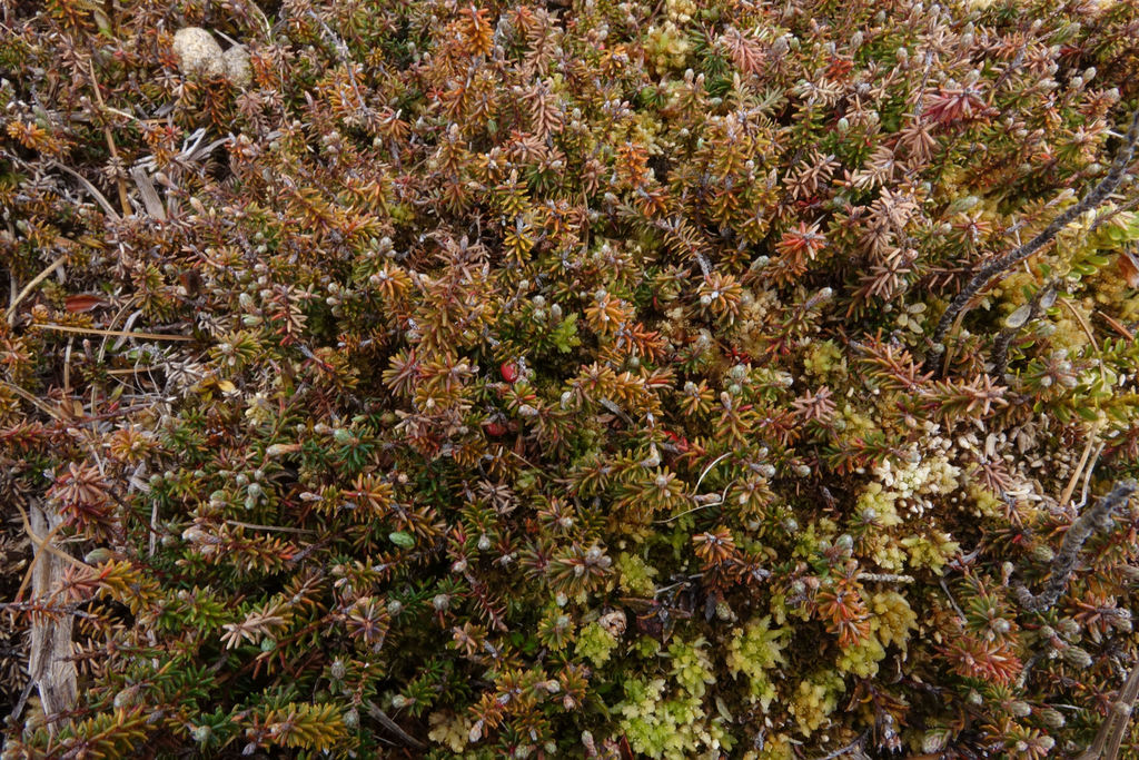 Androstoma