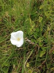 Calystegia tuguriorum