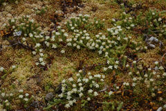 Kelleria dieffenbachii