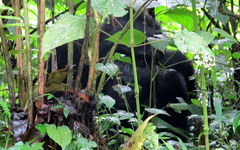 Gorilla beringei beringei