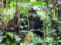 Gorilla beringei beringei