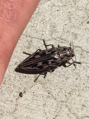 Chalcophora angulicollis