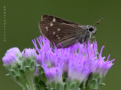 Hesperia attalus slossonae