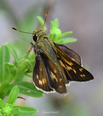 Hesperia attalus slossonae