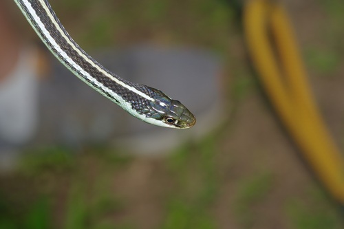 Western Ribbon Snake