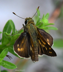 Hesperia attalus slossonae