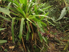 Guzmania