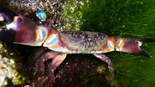 Warty Crab