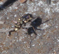 Neocicindela tuberculata