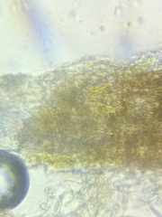 Cortinarius anthracinus