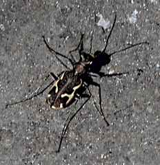 Neocicindela tuberculata