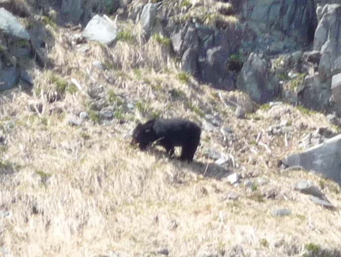 Eastern Alexander Black Bear