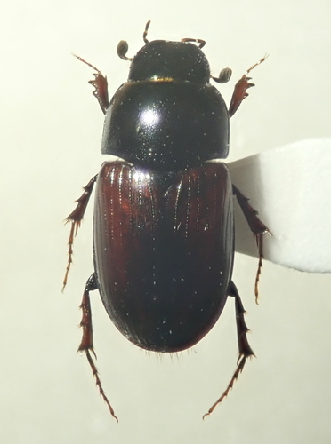 Biralus mahunkaorum