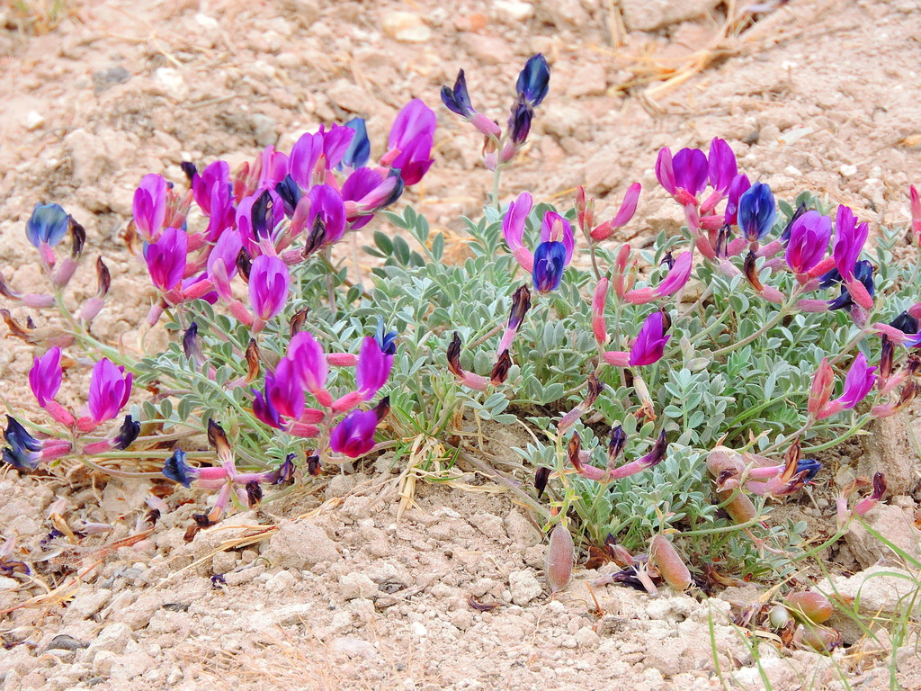 Lambert's Locoweed from DunbarManhattan Heights, Lubbock, TX, USA on