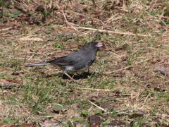 Junco hyemalis image