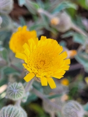 Andryala laxiflora image