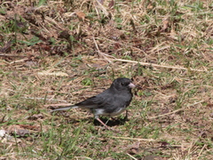 Junco hyemalis image