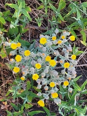 Image of Andryala laxiflora