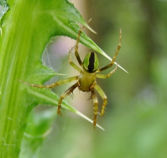 Colaranea melanoviridis