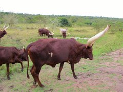 Bos indicus × taurus