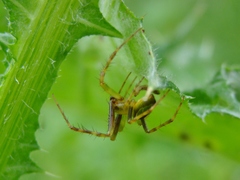 Colaranea melanoviridis