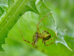 Colaranea melanoviridis