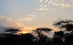 Brachystegia spiciformis