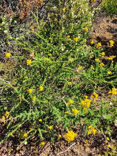 Image of Adenocarpus foliolosus by (c) Ismael Medina Rodríguez, some rights reserved (CC BY)