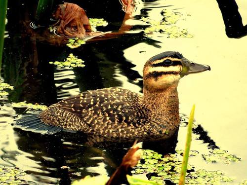 Nomonyx dominicus