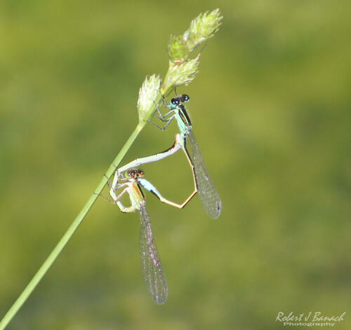 Rambur's Forktail photo 5