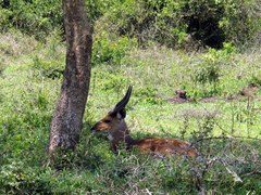 Tragelaphus scriptus bor