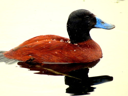 Oxyura vittata