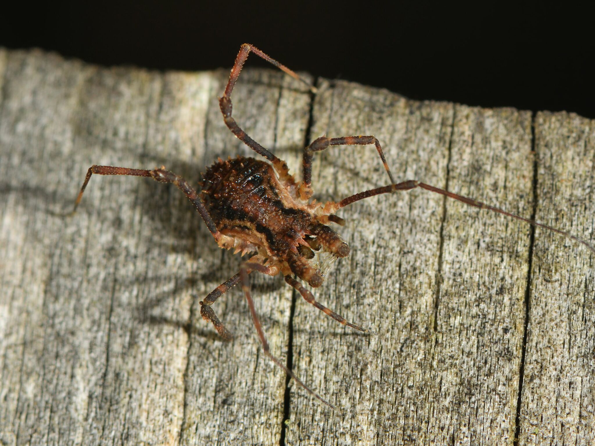 Triaenonychidae