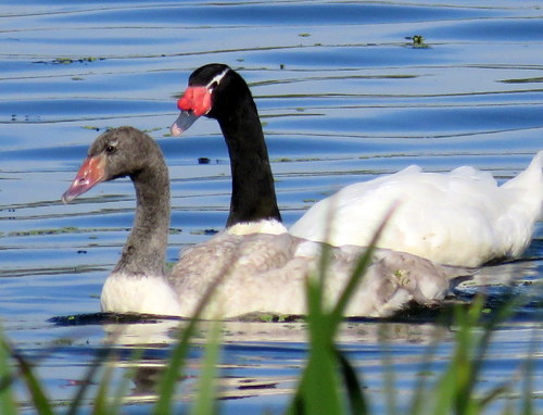 Cygnus melancoryphus