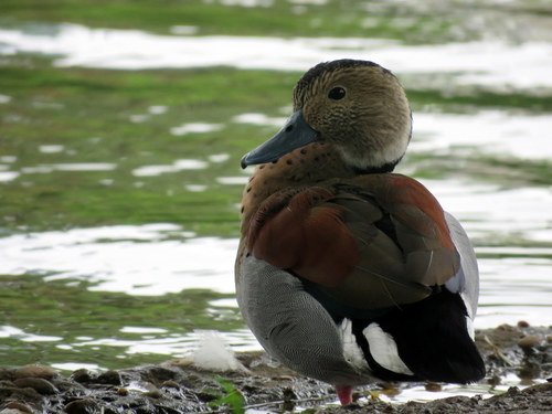 Callonetta leucophrys