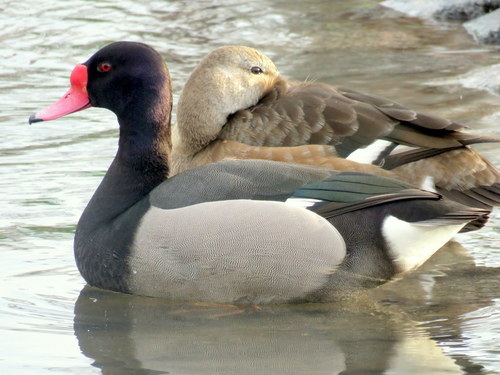 Netta peposaca