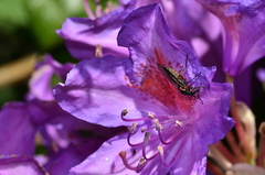 Dilophus nigrostigma