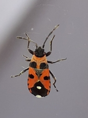 Horvathiolus superbus