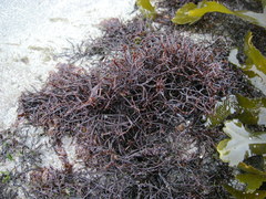 Chondracanthus acicularis