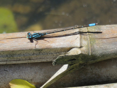 Acanthagrion lancea