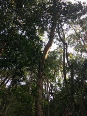 Machilus chekiangensis